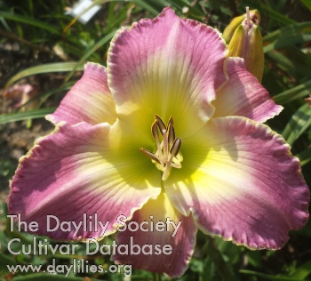 Daylily Raising Spirits for the Cure